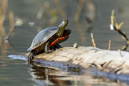 An America Painted turtle (chrysemys picta) basks in the sun on a log on Fernan Lake in Idaho.