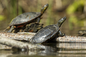 Two America Painted turtles (chrysemys picta) bask in the sun on a log on Fernan Lake in Idaho.