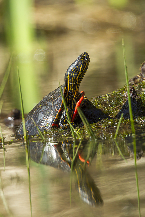 An America Painted turtle (chrysemys picta) is partly on a log on Fernan Lake in Idaho.