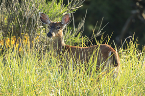 A white tail deer, odocoileus virginianus, stands in the tall grass in northwest, Oregon.