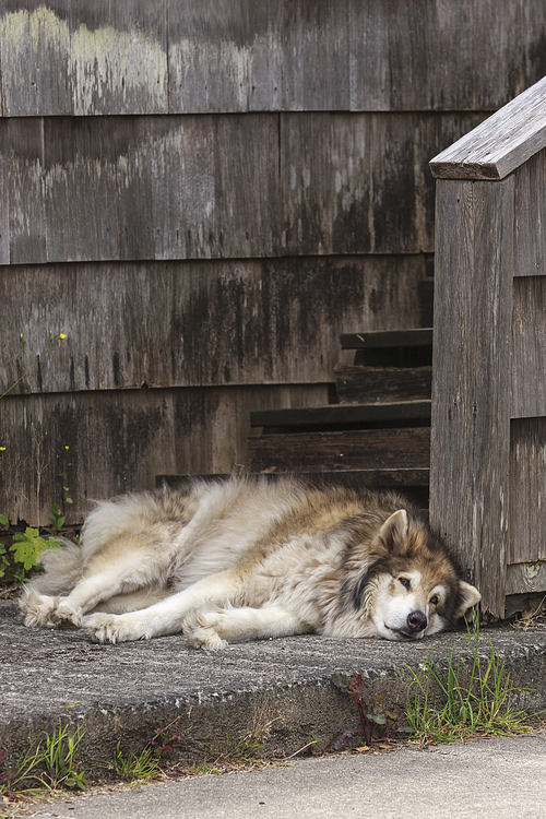 A husky dog lays on the concrete by a house in Seaside, Oregon.