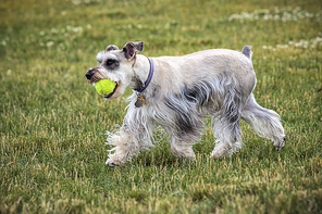 A miniature schnauzer plays with a ball in a park in north Idaho.
