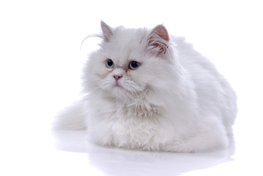 white cat isolated on white background