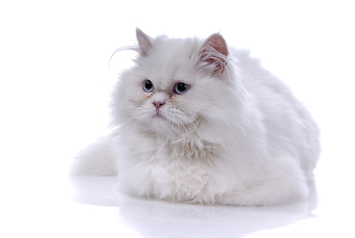 white cat isolated on white