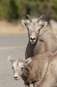 A female and baby bighorn sheep along the road near Thompson Falls, Montana.