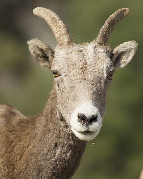 A close up portrait of a bighorn sheep in the field near Thompson Falls, Montana.