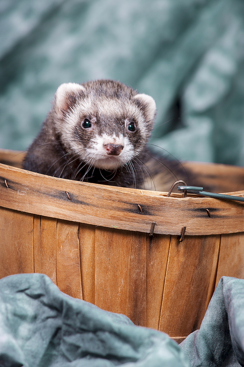 A small brown ferret in a basket for a cute portrait.