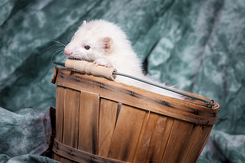 A small white ferret in a basket for a cute portrait.