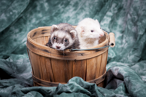 Two small ferrets in a basket together for a cute portrait.