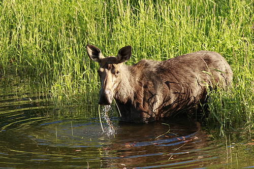 Female moose eats grass.