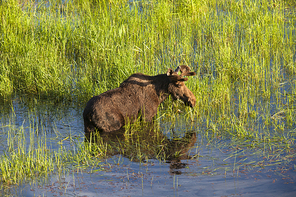 Bull moose wades in deep water.