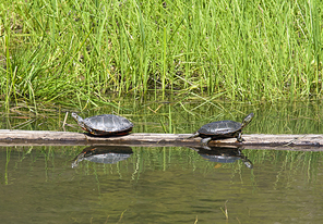 Turtles facing away from the other.