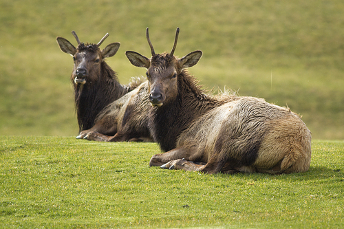 Two elk with small horns lay in the grass near Warrenton, Oregon.