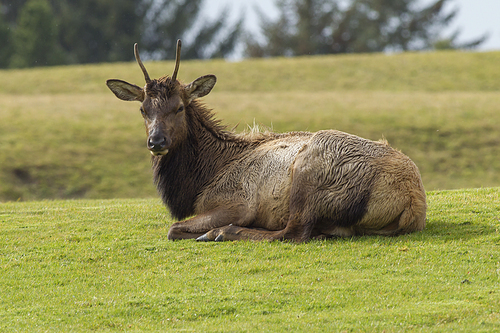 An elk with small antlers lays in the grass near Warrenton, Oregon.