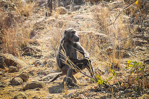Baboon sitting on a rock on the savannah in the sun thinking about life