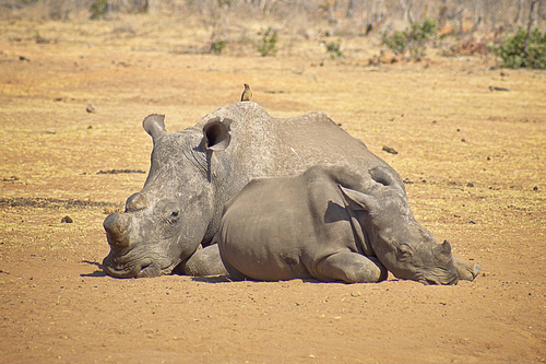 Rhino missing a horn relaxing on the savannah with a calf in the sun