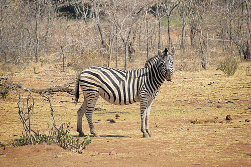 Zebra standing on the savannah looking straight ahead in the summer sun with dry trees in the background