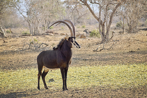 Young sable bull with large antlers on the savnnah in Sounth Africa under the sun