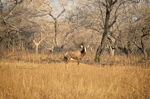 Blesbuck standing on the dry savannah with barenaked trees in the background