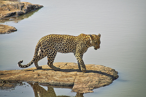 Leopard standing on a rock by a lake wating for a fish to appear
