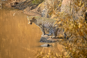 Leopard looking for fish in a waterhole in South Africa under a hot sun