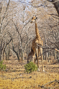 Giraffe calf feeding from the mother in a dry forest in South Africa