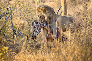 Male lion eating a zebra after hunt on the savannah in the summer in South Africa