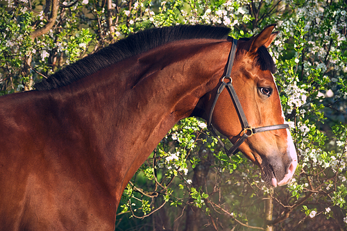 portrait of beautiful  brown sportive  horse near blossom tree