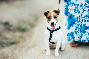 a small dog of the Jack Russell Terrier breed on a walk with its owners