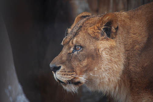 Closeup of a lion. Dangerous predator