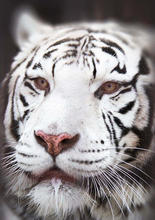 Close-up of a white tiger. Dangerous predator