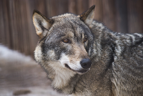Close-up wolf. Dangerous predator
