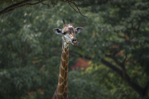 The head and neck of a giraffe with a natural background
