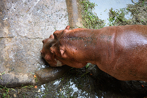 Hippo skin texture background, Hippopotamus