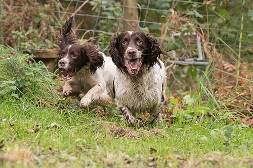 Working springer spaniels