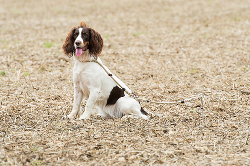 Working tri coloured springer spaniel