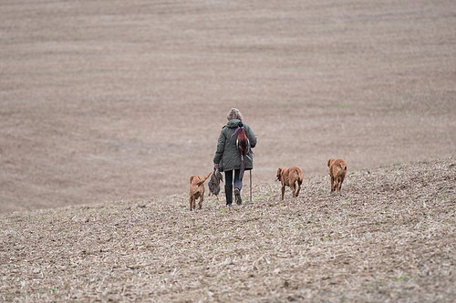 The picking up team walking to the next drive with thier dogs