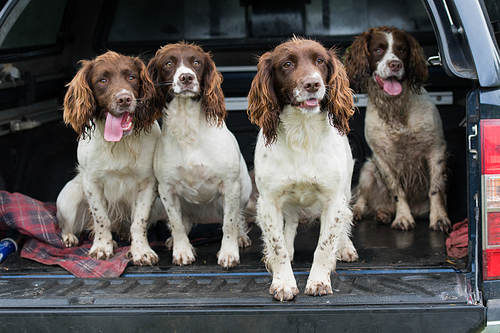 Four working springer spaniels waitiing in a car