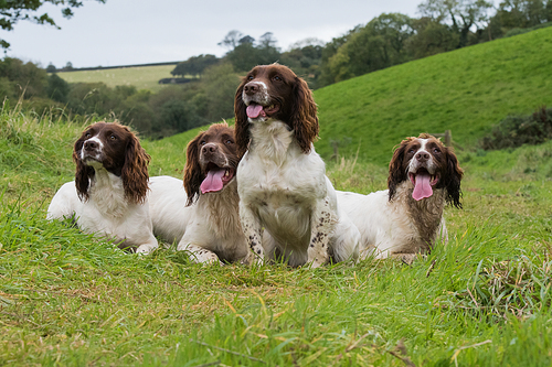 A portrait of four working springer spaniels on a shoot day