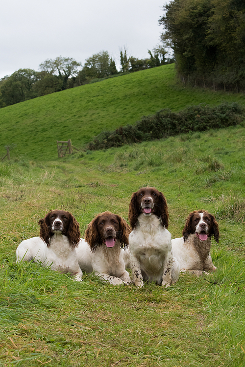 A portrait of four working springer spaniels on a shoot day