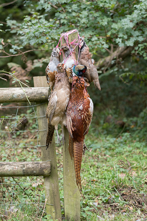 Game hanging on a fence post for collection