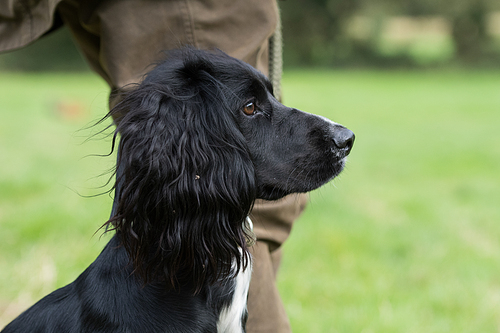 Working cocker spaniel, waiting at heel on a shoot day