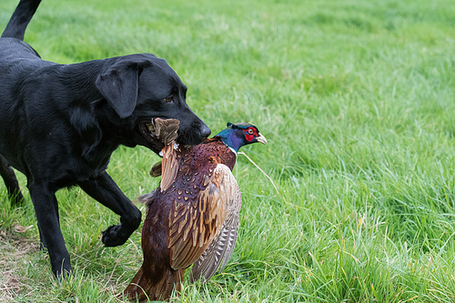 Black labrador retrieving a wounded pheasant