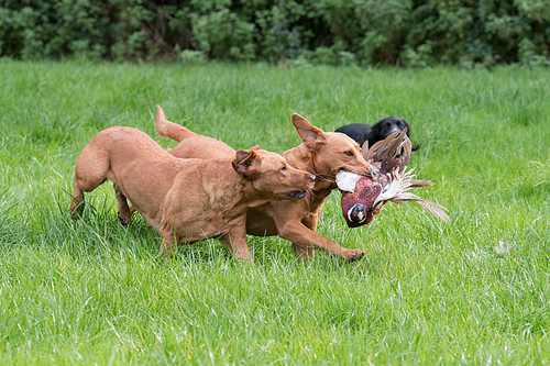 Two labradors racing for the same pheasant retrieve