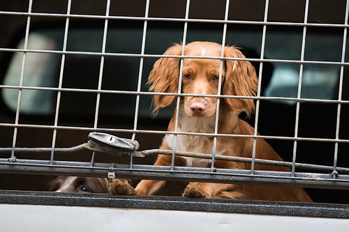 A cocker spaniel in a car ready to start the shoot day