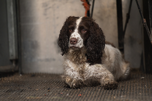 A working springer spaniel waiting in the beaters wagon