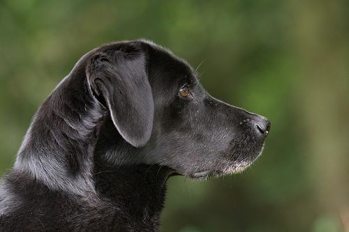 A portrait of a black labrador