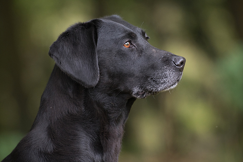 A portrait of a black labrador