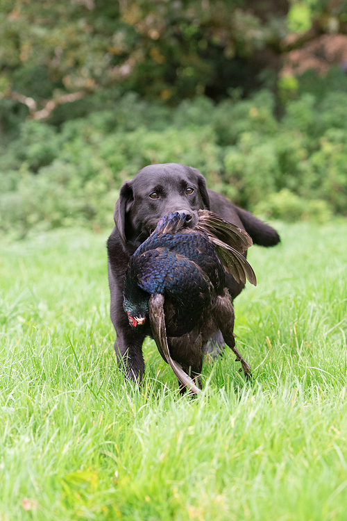 A black labrador retrieving a melanistic male pheasant