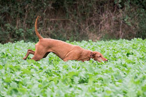wire-haired hungarian 비즐라 running in a field of kale